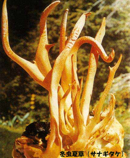 nature cordyceps